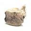 Metaxytherium Vertebra Genuine Fossil 16770