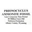 Prionocyclus Ammonite Fossil Cretaceous 85 MYO Wyoming #16771 106o