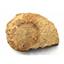 Prionocyclus Ammonite Fossil Cretaceous 85 MYO Wyoming #16772 30o