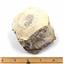 Titanothere Brontothere Vertebra Fossil 16789