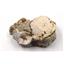 Titanothere Brontothere Vertebra Fossil 50 Million Year Old # 16791 33o