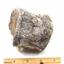 Titanothere Brontothere Vertebra Fossil 16794