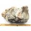 Titanothere Brontothere Vertebra Fossil 50 Million Year Old # 16797 61o