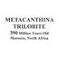 Metacanthina Trilobite Fossil Morocco16802