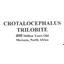 Crotalocephalus TRILOBITE Fossil Morocco 390 Million Years old #16804 13o