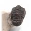 Crotalocephalus Trilobite Fossil Morocco 16804