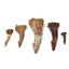 Onchopristis Tooth Fossil Lot of 5 Teeth 16841