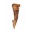 Onchopristis Sawfish Vertebra & Tooth Fossil 16856