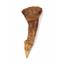 Onchopristis Sawfish Vertebra & Tooth Fossil 16859