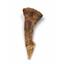 Onchopristis Sawfish Vertebra & Tooth Fossil 16859