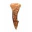Onchopristis Sawfish Vertebra & Tooth Fossil 16863
