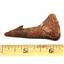 Onchopristis Sawfish Vertebra & Tooth Fossil 16871