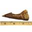 Onchopristis Sawfish Vertebra & Tooth Fossil 16873