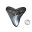 Megalodon Tooth (Replica) Metal Belt Buckle Giant Fossil Shark