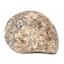 Goniatite Fossil Devonian Morocco 16955