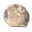 Goniatite Fossil Devonian Morocco 16963