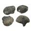 Dactylioceras (Lot of 4) Jurassic Ammonite Fossil 16973