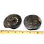 Dactylioceras Ammonite Fossil (Lot of 4) Jurassic England 16979