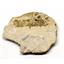 Limestone Ammonite Fossil Jurassic Great Britain 16984
