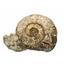 Limestone Ammonite Fossil Jurassic Great Britain 16985