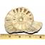 Limestone Ammonite Fossil Jurassic Great Britain 16985