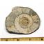 Limestone Ammonite Fossil Jurassic Great Britain 16987