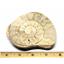 Limestone Ammonite Fossil Jurassic Great Britain 16992