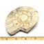 Limestone Ammonite Fossil Jurassic Great Britain 16993
