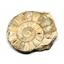 Limestone Ammonite Fossil Jurassic Great Britain 16996
