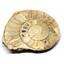 Limestone Ammonite Fossil Jurassic Great Britain 16999