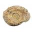 Limestone Ammonite Fossil Jurassic Great Britain 17000