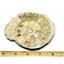 Limestone Ammonite Fossil Jurassic Great Britain 17000