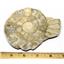Limestone Ammonite Fossil Jurassic Great Britain 17001