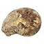 Limestone Ammonite Fossil Jurassic 170 myo Great Britain 17004