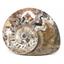 Goniatite Ammonite Fossil Devonian Morocco #17013 149o
