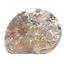 Goniatite Ammonite Fossil #17015
