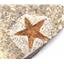 Starfish Fossil Ordovician 450 Million Years Ago Morocco #17016 15oz