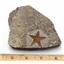 Starfish Fossil Ordovician 450 Million Years Ago Morocco #17016 15oz
