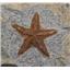 Starfish Fossil Ordovician 450 Million Years Ago Morocco #17017 15oz
