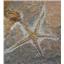 Starfish Fossil Ordovician 450 Million Years Ago Morocco #17018 42oz