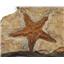 Starfish Fossil Ordovician 450 Million Years Ago Morocco #17019 14o