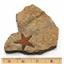 Starfish Fossil Ordovician 450 Million Years Ago Morocco #17019 14o