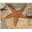 Starfish Fossil Ordovician 450 Million Years Ago Morocco #17021 24o
