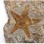 Starfish Fossil Ordovician 450 Million Years Ago Morocco #17023 23oz