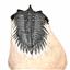 Metacanthina Trilobite Fossil 12800