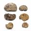 Lot of Fossils Goniatite, Ammonite, Nautilus (6 pieces) 17027