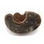 Ammonite, Nautilus & Goniatite Fossil Lot (6 pieces) #17027 71oz