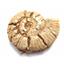 Lot of Fossils Goniatite, Ammonite, Nautilus (6 pieces) 17027