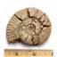 Ammonite, Nautilus & Goniatite Fossil Lot (6 pieces) #17027 71oz