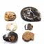 Ammonite, Nautilus & Goniatite Fossil Lot (6 pieces) -17028